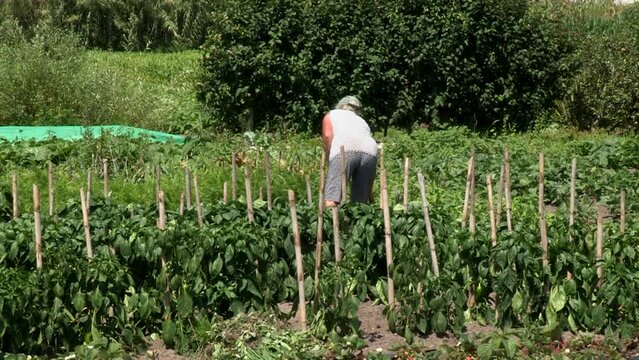 Woman tending her vegetable garden with vegetables, peppers, tomatoes and carrots and other vegetables
