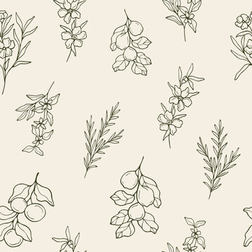 Hand drawn essential oil plants and medicinal herbs seamless pattern


