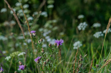 Polne kwiaty  © wedrownik52