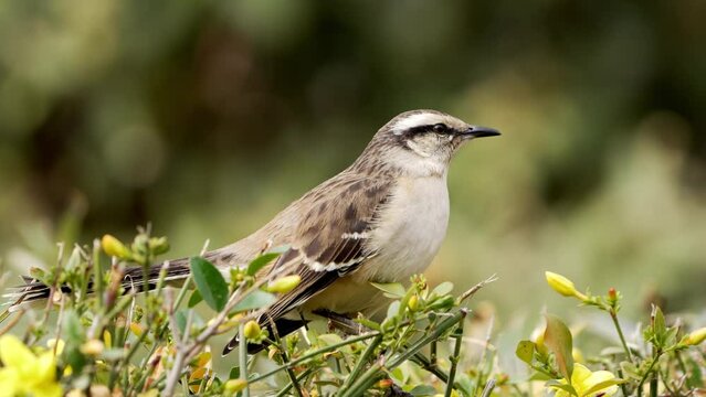 A Chalk-browed Mockingbird (Mimus saturninus) perching on a bush, slow motion.