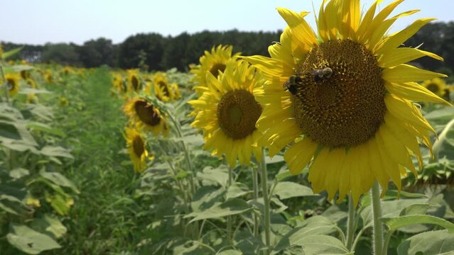 Sunflowers swaying in the breeze at Dorthea Dix Park in Raleigh, NC.