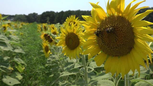 Sunflowers swaying in the breeze at Dorthea Dix Park in Raleigh, NC.