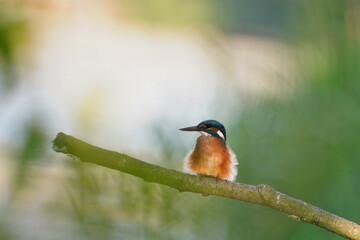 Kingfisher perched on a branch in its natural habitat (Alcedo atthis) Wildlife scene from nature
