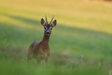 Beautiful portrait of a beautiful roebuck looking into the camera. Capreolus capreolus. Wildlife scene with a roe deer.