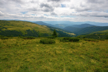 Fototapeta na wymiar rolling hills and grassy meadows of carpathian. chornohora mountain ridge in the distance on a summer day with clouds on the sky