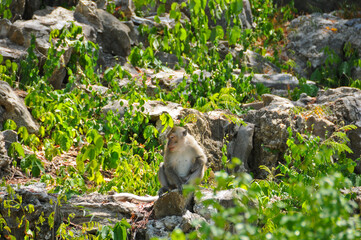 Wild brown white fur boring ape sitting monkey in green forest in sunny day