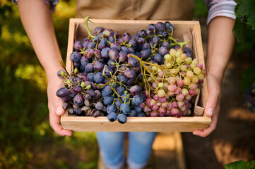Top view of a wooden crate with harvested crop of juicy, ripe, organic grapes in the hands of a...