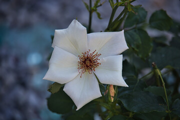 Rosenbl&uuml;te wei&szlig;