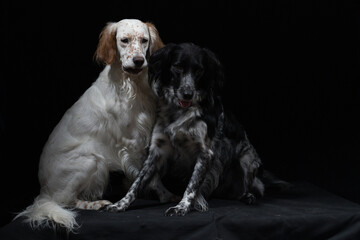 Hunde freigestellt auf schwarzem Hintergrund