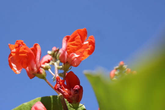 Bl&uuml;te Prunkbohnen