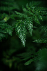 Fototapeta na wymiar Green leaves in the woods