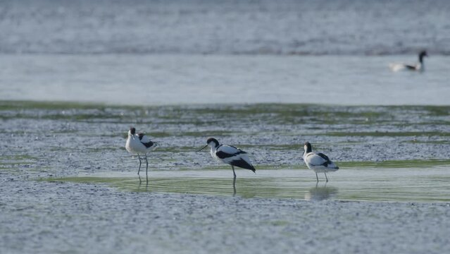 Kluut male charge and chase birds from group perching in shallow pond