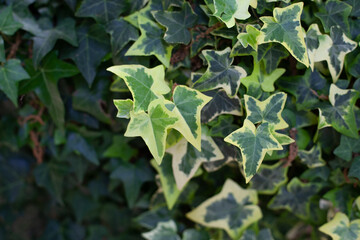 Obraz premium Climbing ivy texture and background. Gardening hobby