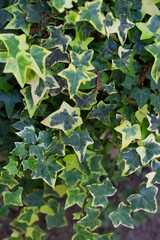 Climbing ivy texture and background. Gardening hobby