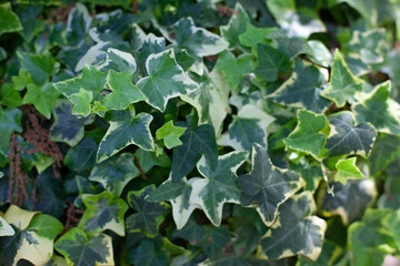 Climbing ivy texture and background. Gardening hobby
