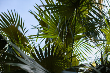 Obraz na płótnie Canvas Palm tree leaves texture and background. Tropical exotic palms backdrop 
