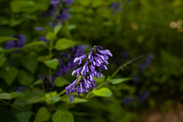purple flowers in the garden background. Campanula violet flower blooming at night
