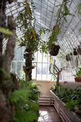 Greenhouse inside view background with green exotic plants