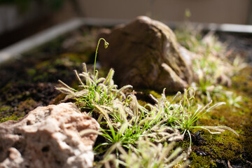 Greenhouse plants growing on stones and rocks. Gardening hobby. Botanical background and texture.