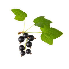 Branch of black currant with berries and leaves isolated on white background.