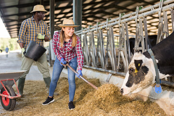 Confident african man and hispanic woman farmer working in stall, feeding cows