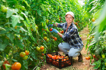 Positive young woman farmer picking fresh ripe tomatoes while working in vegetable garden.