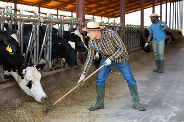 Fototapeta na wymiar Young positive farmer working in cowshed, engaged in breeding of milking cows