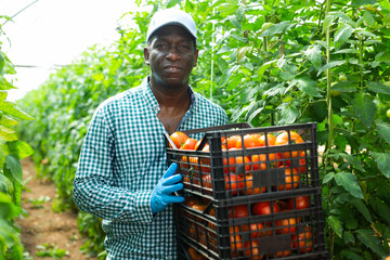 African american hired worker harvests ripe tomatoes in a greenhouse