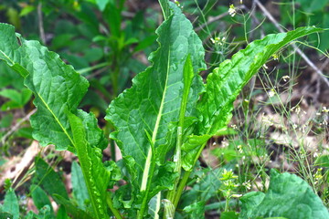 Food from nature. Rumex patientia, known as patience dock, garden patience, herb patience, or monk's rhubarb, is a herbaceous perennial plant. In spring it is often consumed as a leaf vegetable.