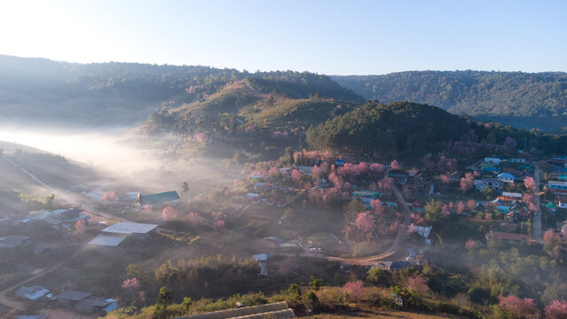Beautiful Wild Himalayan Cherry. pink blossom Sakura flower or Prunus Cerasoides full bloom in Ban Mai Rong Kla Village with natural high area at Phu Lom Lo Mountain Loei, and Phitsanulok, Thailand.