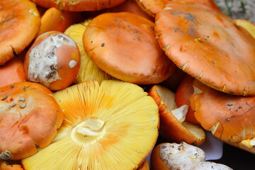 А bunch of Amanita Caesarea. Close up of Amanita Caesarea Mushrooms, also known as Caesars Mushroom. In France known as Roi de Champignons Mushroom background. 