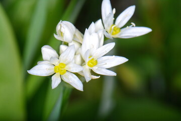 Obraz na płótnie Canvas Wild garlic, Allium ursinum. Flowering wild garlic leek (Allium ursine) in the forest