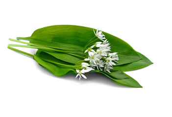 Bunch of ramson wild garlic flower heads and leaves on white isolated background.