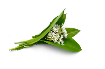 Fototapeta premium Bunch of ramson wild garlic flower heads and leaves on white isolated background.