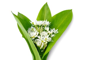 Bunch of ramson wild garlic flower heads and leaves on white isolated background.