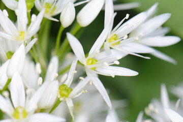 Obraz na płótnie Canvas Wild garlic, Allium ursinum. Flowering wild garlic leek (Allium ursine) 