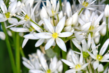Wild garlic, Allium ursinum. Flowering wild garlic leek (Allium ursine) 