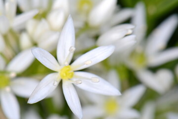 Fototapeta premium Wild garlic, Allium ursinum. Flowering wild garlic leek (Allium ursine) 