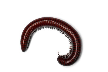 millipede isolated on white background. Siamese Pointy Tail Millipede. Myriapoda