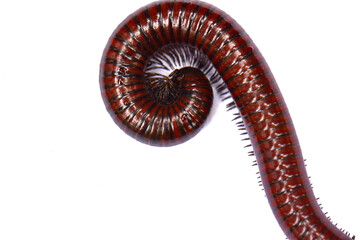 millipede isolated on white background. Siamese Pointy Tail Millipede. Myriapoda