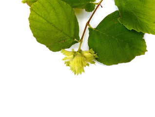 Unripe hazelnuts (Corylus avellana or common hazel) on branch with leaves isolated on white. Hazelnuts growing on green branch.