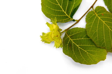 Unripe hazelnuts (Corylus avellana or common hazel) on branch with leaves isolated on white....