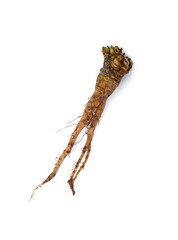 Root of Taraxacum, known as dandelions 