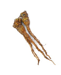 Root of Taraxacum, known as dandelions 