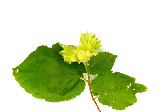 Unripe hazelnuts (Corylus avellana or common hazel) on branch with leaves isolated on white. Hazelnuts growing on green branch.