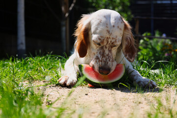 Hund english setter isst Melone in der Sonne