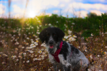 Hund im L&ouml;wenzahn (Leontodon)