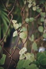 green leaf mint fence creep plant