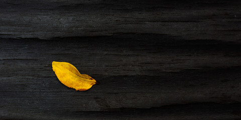 Yellow fall leaf on wooden dark background.
