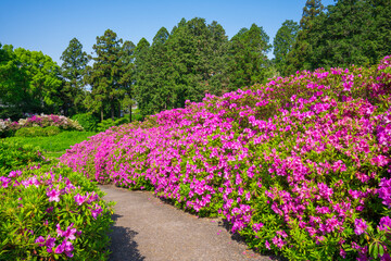 京都　三室戸寺のつつじ